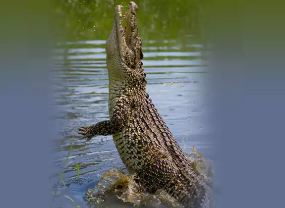 crocodile safari in Guhagar Konkan